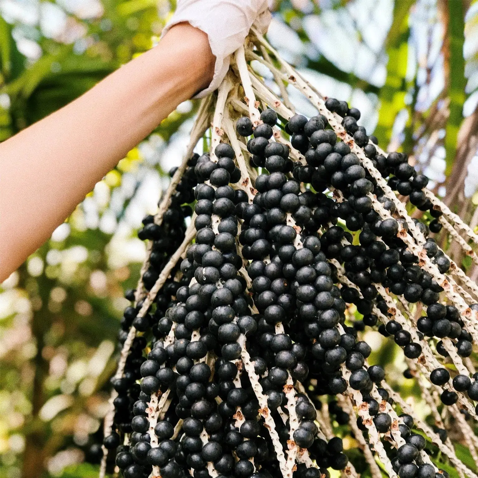 Worker holding a fresh cluster of açaí berries